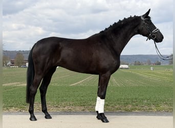 Koń oldenburski, Klacz, 5 lat, 162 cm, Kara