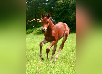 Koń oldenburski, Klacz, 5 lat, 163 cm, Ciemnogniada