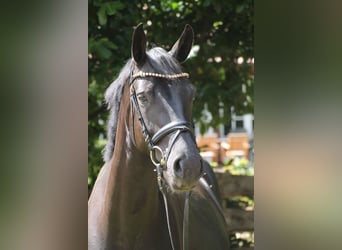 Koń oldenburski, Klacz, 5 lat, 163 cm, Kara