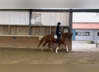 Koń oldenburski, Klacz, 5 lat, 163 cm, Kasztanowata