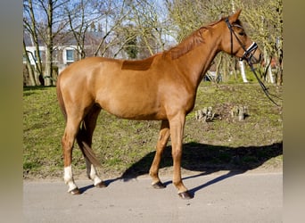 Koń oldenburski, Klacz, 5 lat, 163 cm, Kasztanowata