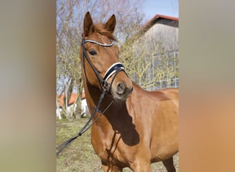 Koń oldenburski, Klacz, 5 lat, 163 cm, Kasztanowata