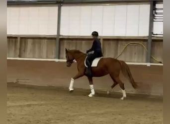 Koń oldenburski, Klacz, 5 lat, 163 cm, Kasztanowata