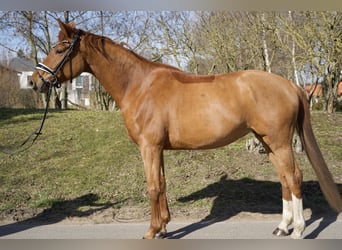 Koń oldenburski, Klacz, 5 lat, 163 cm, Kasztanowata