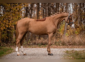 Koń oldenburski, Klacz, 5 lat, 164 cm, Ciemnokasztanowata