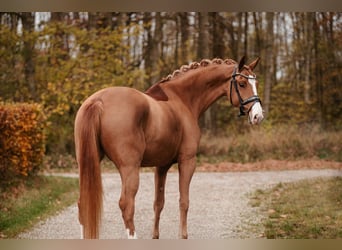 Koń oldenburski, Klacz, 5 lat, 164 cm, Ciemnokasztanowata