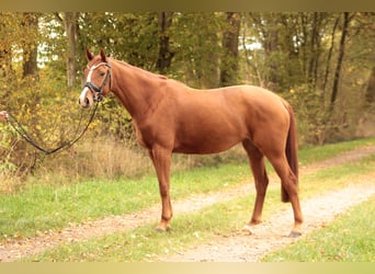 Koń oldenburski, Klacz, 5 lat, 164 cm, Kasztanowata