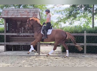 Koń oldenburski, Klacz, 5 lat, 164 cm, Kasztanowata