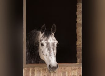 Koń oldenburski, Klacz, 5 lat, 164 cm, Siwa jabłkowita