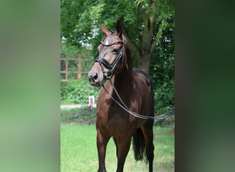Koń oldenburski, Klacz, 5 lat, 165 cm, Ciemnogniada
