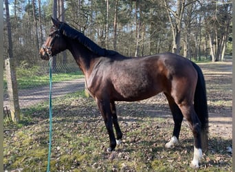 Koń oldenburski, Klacz, 5 lat, 165 cm, Ciemnogniada