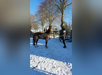 Koń oldenburski, Klacz, 5 lat, 165 cm, Ciemnogniada