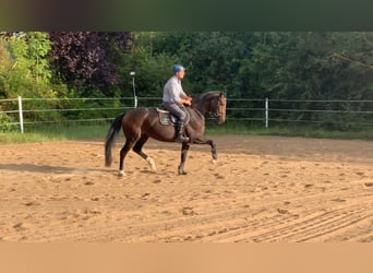 Koń oldenburski, Klacz, 5 lat, 165 cm, Ciemnogniada