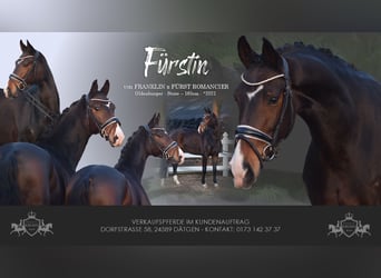 Koń oldenburski, Klacz, 5 lat, 165 cm, Ciemnogniada