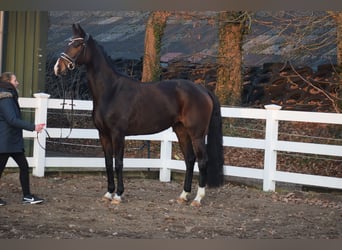 Koń oldenburski, Klacz, 5 lat, 165 cm, Ciemnogniada