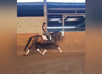 Koń oldenburski, Klacz, 5 lat, 165 cm, Ciemnogniada
