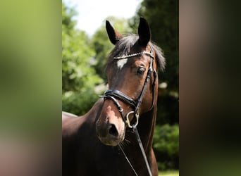 Koń oldenburski, Klacz, 5 lat, 165 cm, Ciemnogniada