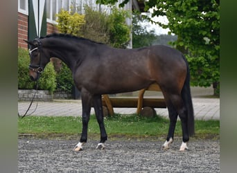 Koń oldenburski, Klacz, 5 lat, 165 cm, Gniada