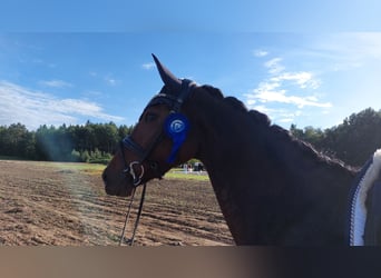 Koń oldenburski, Klacz, 5 lat, 165 cm, Gniada