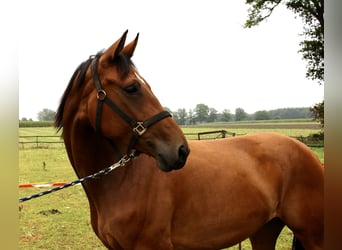Koń oldenburski, Klacz, 5 lat, 165 cm, Gniada