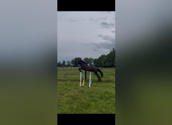 Koń oldenburski, Klacz, 5 lat, 165 cm, Kara