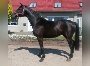 Koń oldenburski, Klacz, 5 lat, 165 cm, Kara