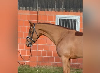 Koń oldenburski, Klacz, 5 lat, 165 cm, Kasztanowata