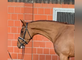 Koń oldenburski, Klacz, 5 lat, 165 cm, Kasztanowata