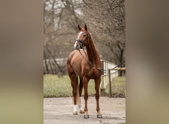 Koń oldenburski, Klacz, 5 lat, 165 cm, Kasztanowata