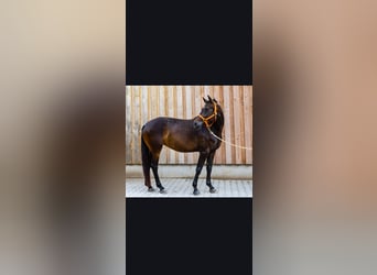 Koń oldenburski, Klacz, 5 lat, 165 cm, Skarogniada