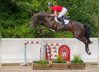 Koń oldenburski, Klacz, 5 lat, 166 cm, Ciemnogniada