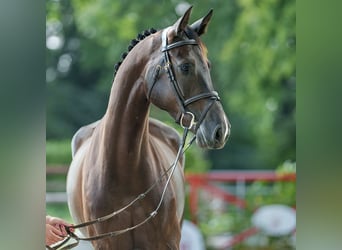 Koń oldenburski, Klacz, 5 lat, 166 cm, Ciemnogniada