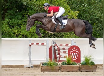 Koń oldenburski, Klacz, 5 lat, 166 cm, Ciemnogniada