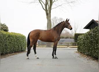 Koń oldenburski, Klacz, 5 lat, 167 cm, Ciemnogniada
