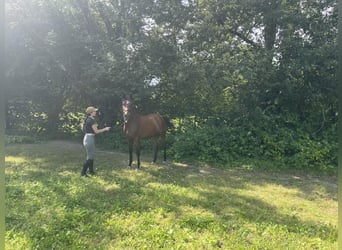 Koń oldenburski, Klacz, 5 lat, 167 cm, Ciemnogniada