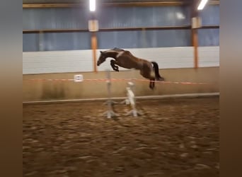 Koń oldenburski, Klacz, 5 lat, 167 cm, Gniada