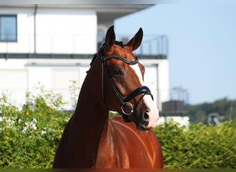 Koń oldenburski, Klacz, 5 lat, 167 cm, Gniada