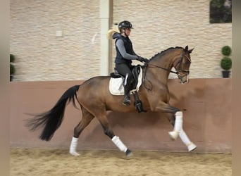 Koń oldenburski, Klacz, 5 lat, 167 cm, Gniada