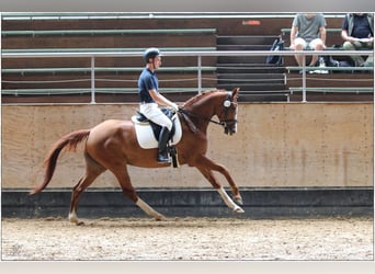 Koń oldenburski, Klacz, 5 lat, 167 cm, Kasztanowata
