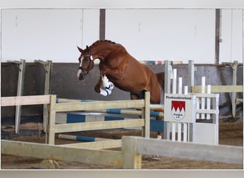 Koń oldenburski, Klacz, 5 lat, 167 cm, Kasztanowata