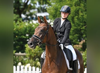Koń oldenburski, Klacz, 5 lat, 167 cm, Kasztanowata