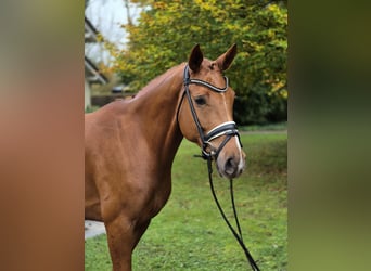 Koń oldenburski, Klacz, 5 lat, 167 cm, Kasztanowata