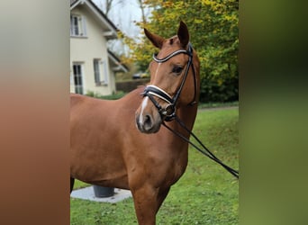 Koń oldenburski, Klacz, 5 lat, 167 cm, Kasztanowata