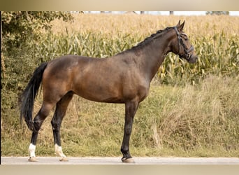 Koń oldenburski, Klacz, 5 lat, 168 cm, Ciemnogniada