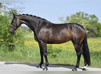 Koń oldenburski, Klacz, 5 lat, 168 cm, Ciemnogniada
