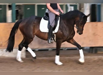 Koń oldenburski, Klacz, 5 lat, 168 cm, Ciemnogniada