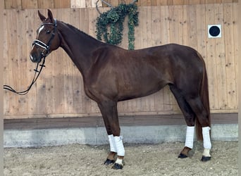 Koń oldenburski, Klacz, 5 lat, 168 cm, Ciemnokasztanowata