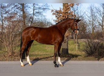 Koń oldenburski, Klacz, 5 lat, 168 cm, Gniada