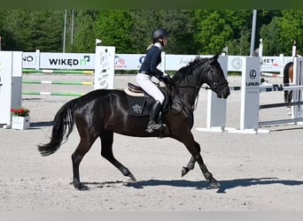 Koń oldenburski, Klacz, 5 lat, 168 cm, Kara