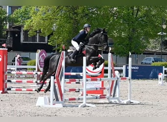 Koń oldenburski, Klacz, 5 lat, 168 cm, Kara